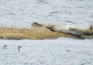 img-6384seals1.jpg
