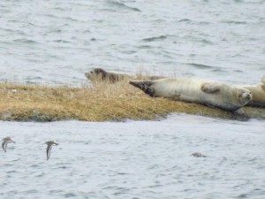 img-6384seals1.jpg