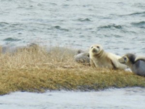 img-6386seals2.jpg