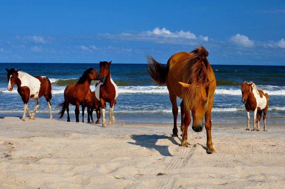 Best Day-Time Strolls near Ocean City, Maryland