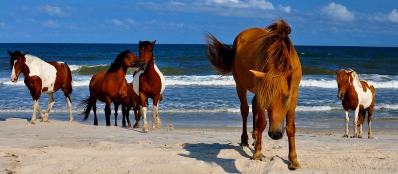 Best Day-Time Strolls near Ocean City, Maryland