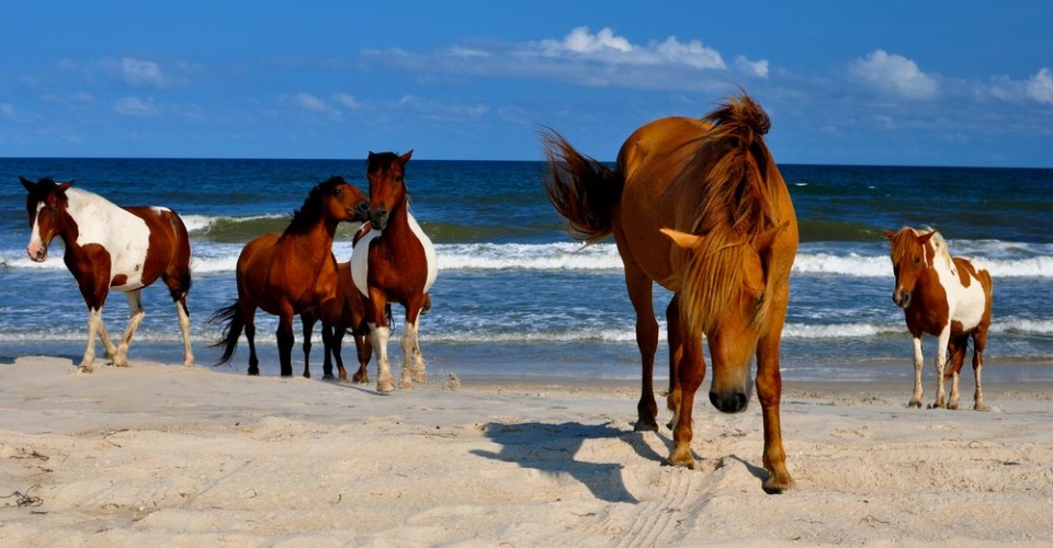 Best Day-Time Strolls near Ocean City, Maryland