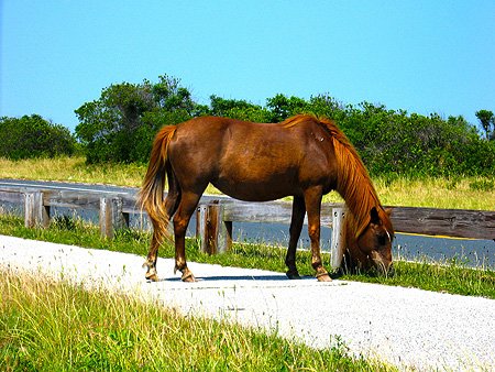 Experience Maryland’s Wild Horses