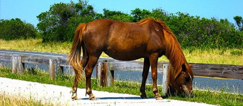 Experience Maryland’s Wild Horses