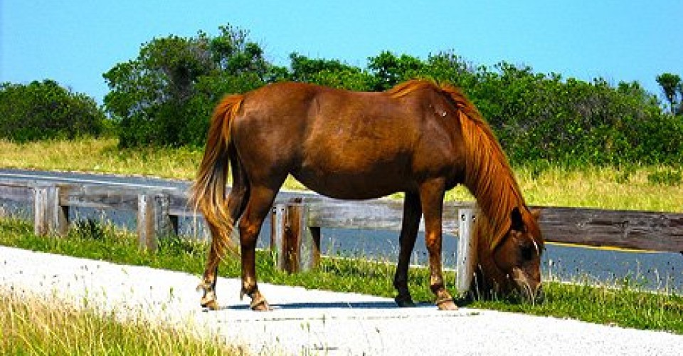 Experience Maryland’s Wild Horses