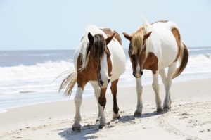 experience-marylands-wild-horses-horse_02-300x199-6a29be7b06d77.jpg