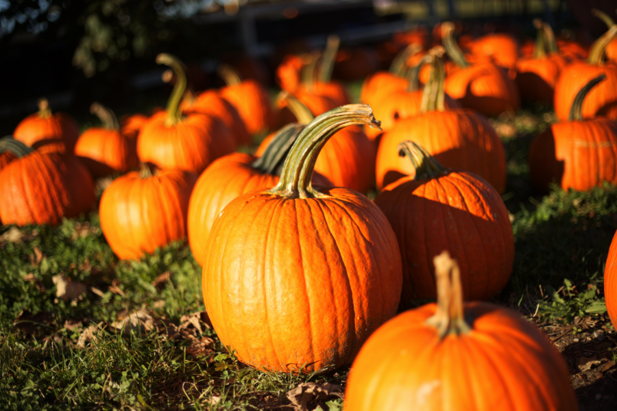 Fall Activities in Ocean City, MD