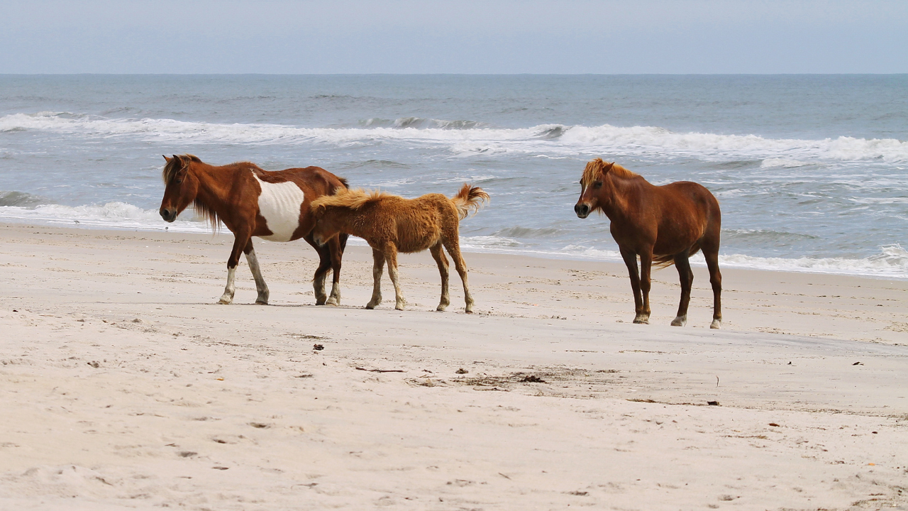 Fall Weekend Getaway Guide to Ocean City, MD