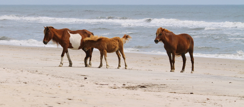 Fall Weekend Getaway Guide to Ocean City, MD