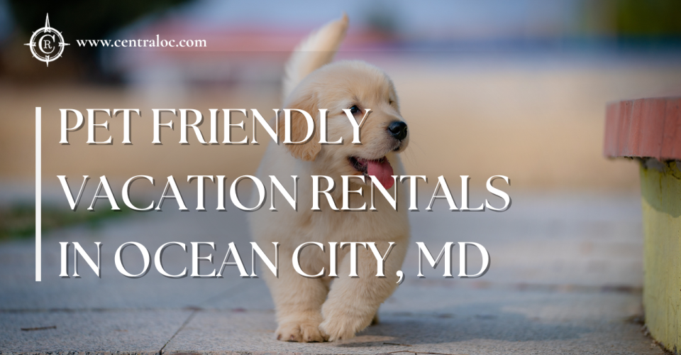 Pet-Friendly Vacation Rentals: Tips for Traveling with Your Furry Friends