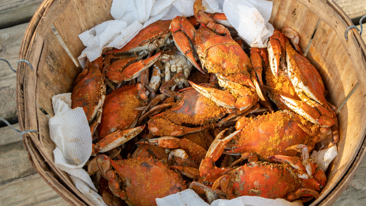 Maryland Blue Crabs