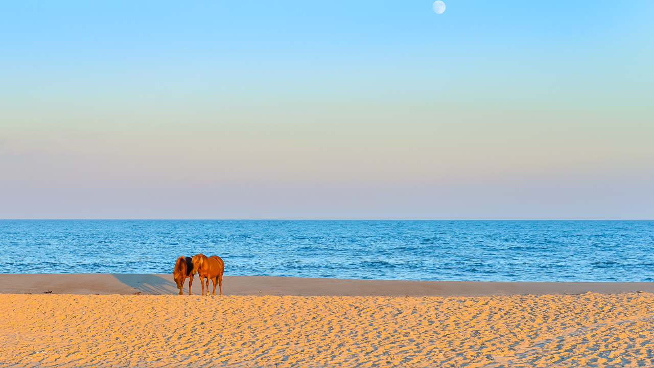 Wild Horses on Assateague Island