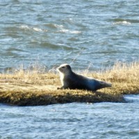 Seal Sighting from Condo