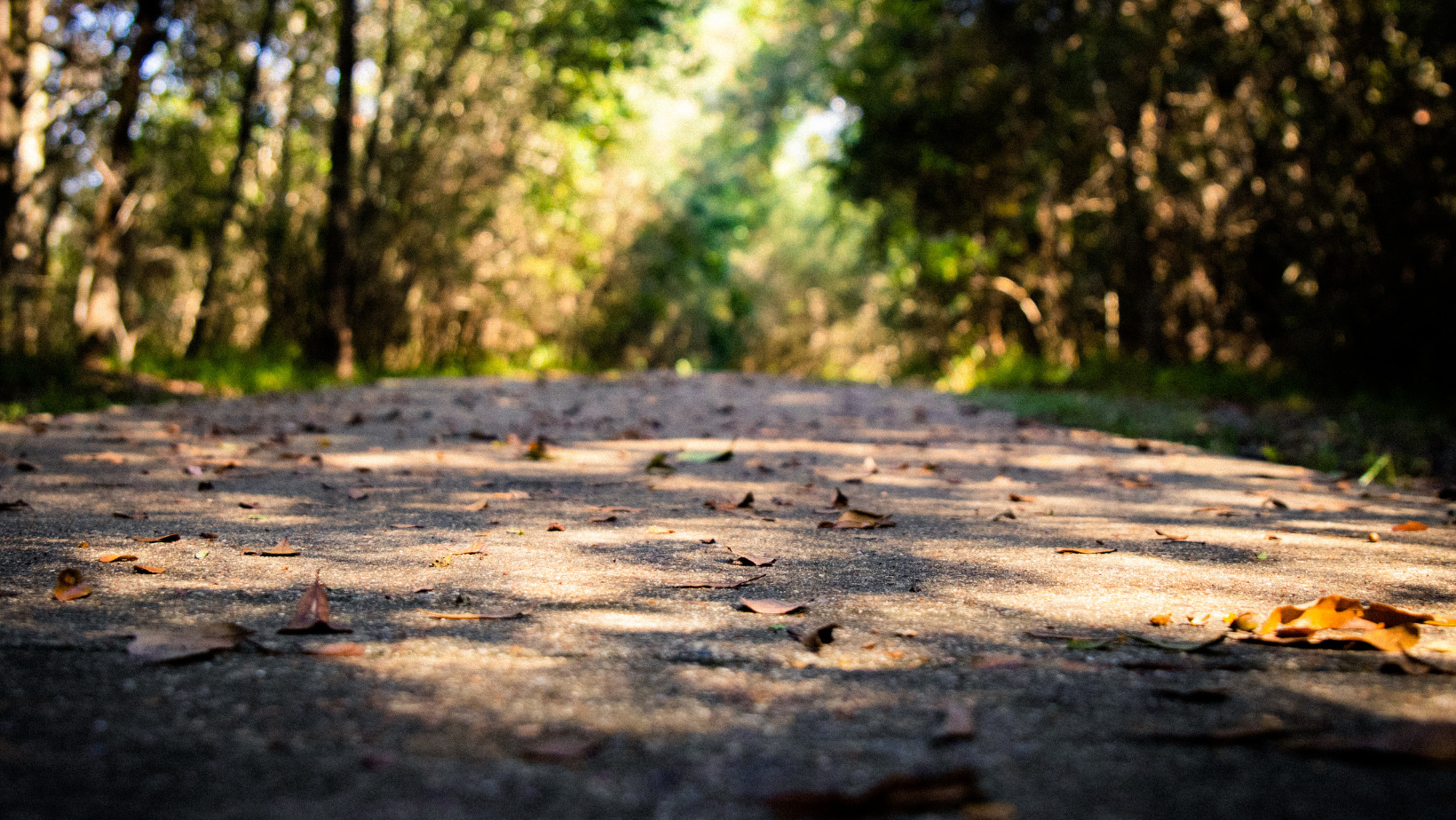 a paved path through a wooded area with fallen leaves on the trail.
