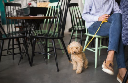 pet friendly restaurants in ocean city md